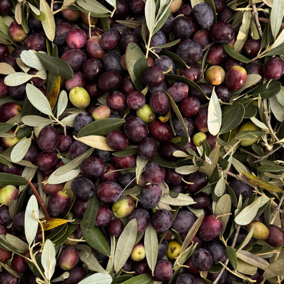 Carpino Nero