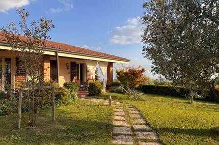Carpino Nero
