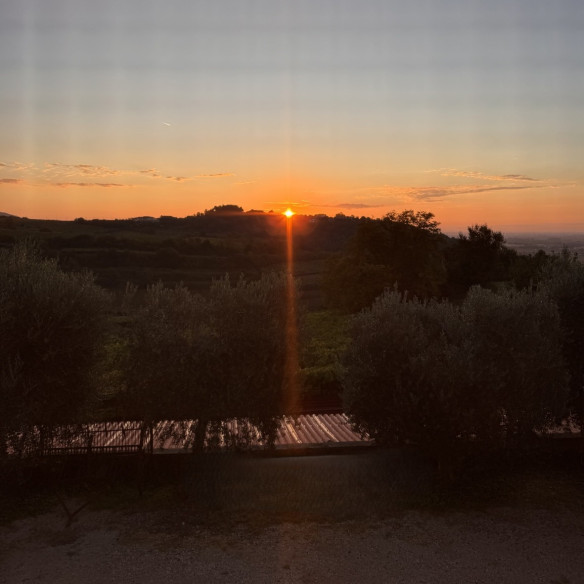 Carpino Nero