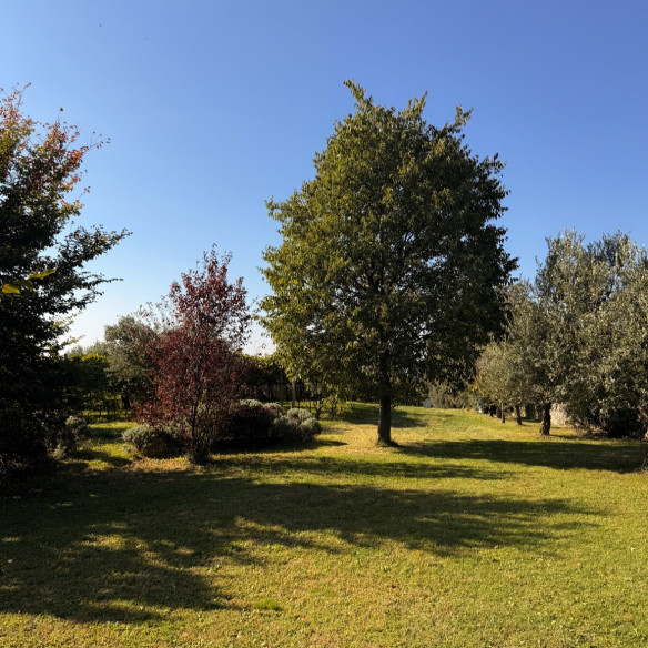 Carpino Nero