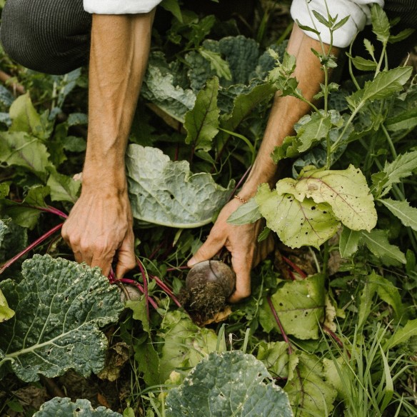 Vegan Agrivilla I Pini