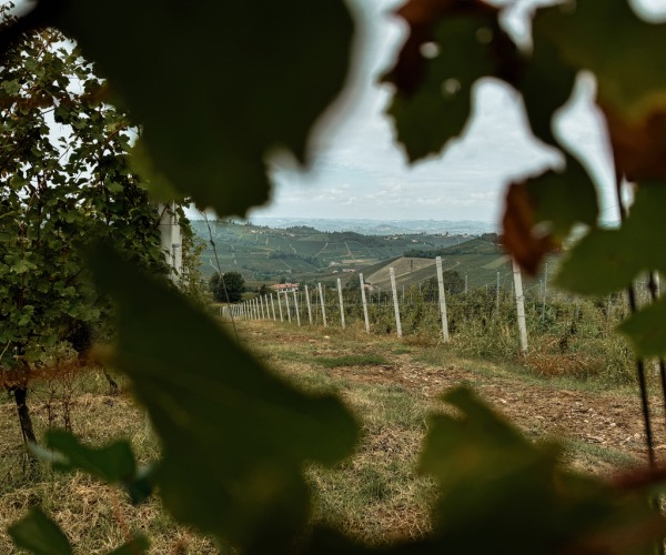 Non solo un sapore: la magia della caccia al tartufo con "La Luna di Dori"