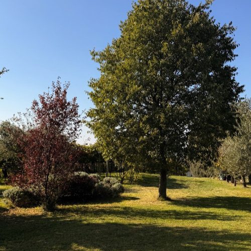 carpino-nero-12.jpg