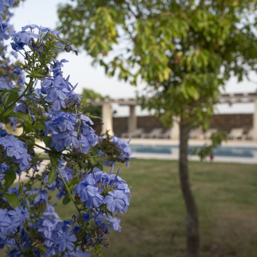 masseria_berzario_flaia_3