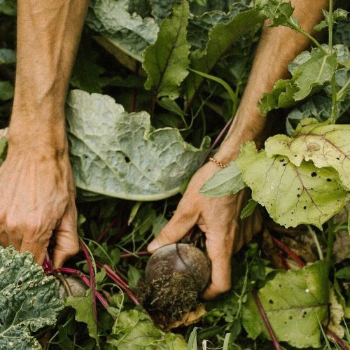 vegan-agrivilla-i-pini-9.jpg